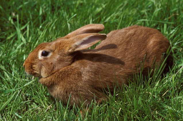 10 best outdoor rabbit breeds, slowmotiongli Shutterstock