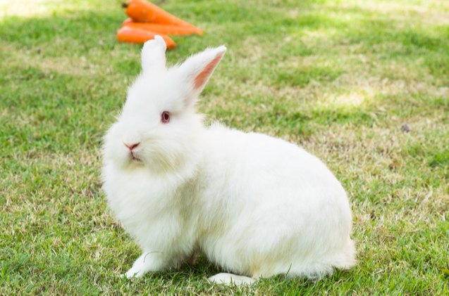 10 best outdoor rabbit breeds, Sarawoot Pengmuan Shutterstock