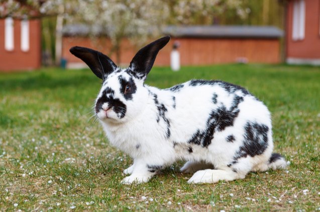 10 best outdoor rabbit breeds, Lukasz Pawel Szczepanski Shutterstock