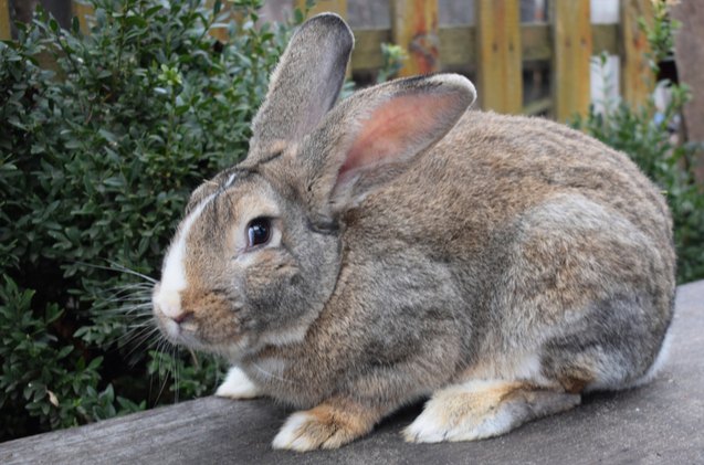 10 best outdoor rabbit breeds, Kateryna Moroz Shutterstock