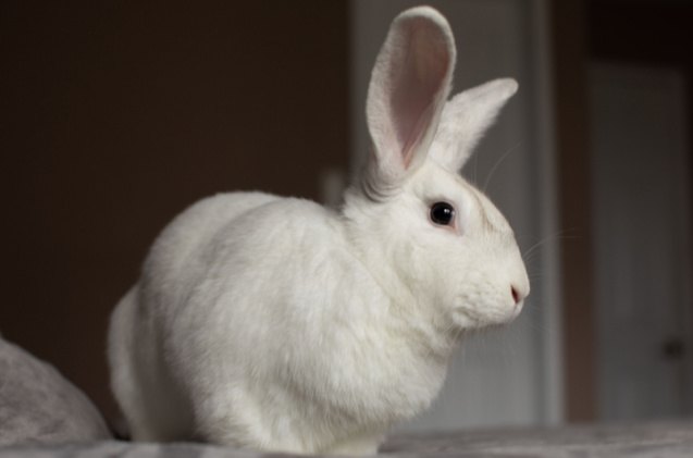 10 best rabbits for apartments, Angela Holmyard Shutterstock