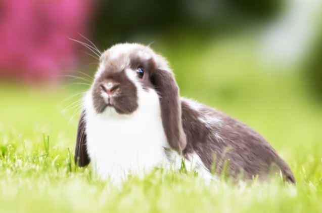 10 best rabbits for apartments, Erika Cross Shutterstock