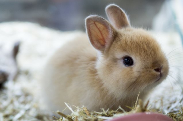 10 best rabbits for apartments, RATT ANARACH Shutterstock