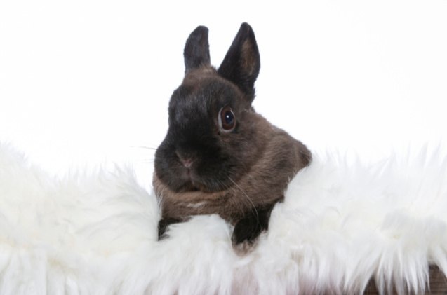 10 best rabbits for apartments, Jne Valokuvaus Shutterstock