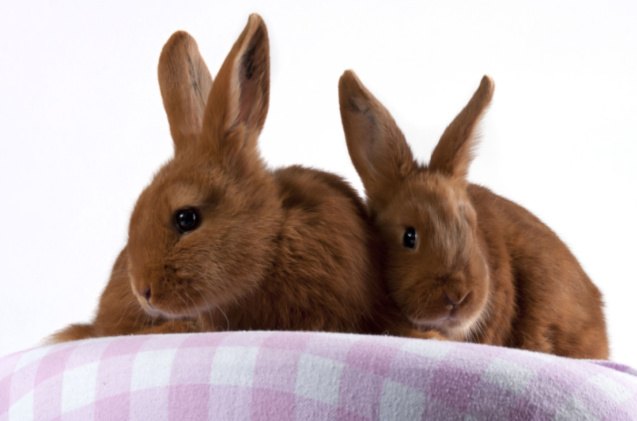 10 best rabbits for apartments, Dagmar Hijmans Shutterstock