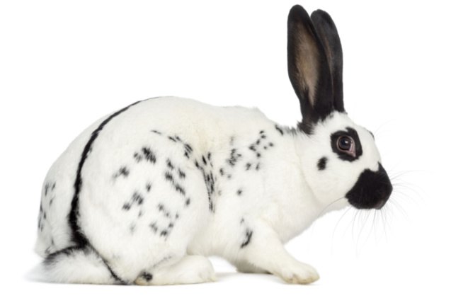 10 best rabbits for beginners, Eric Isselee Shutterstock