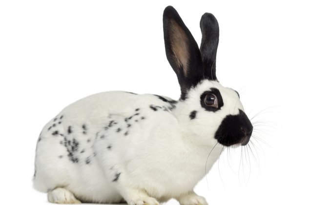 10 best rabbits for pets, Eric Isselee Shutterstock