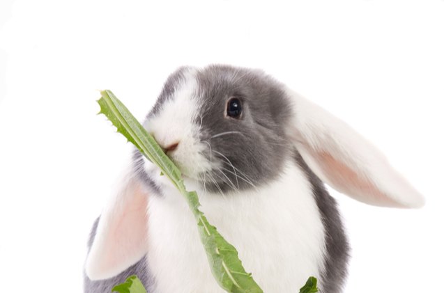 10 best rabbits for pets, Dagmar Hijmans Shutterstock