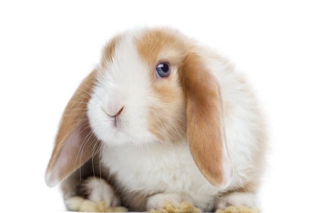 10 best rabbits for pets, Eric Isselee Shutterstock