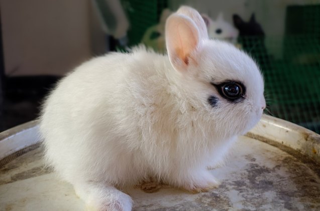 10 best rabbits for pets, Amr pixel Shutterstock