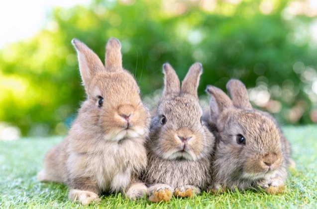 10 best rabbits for pets, UNIKYLUCKK Shutterstock