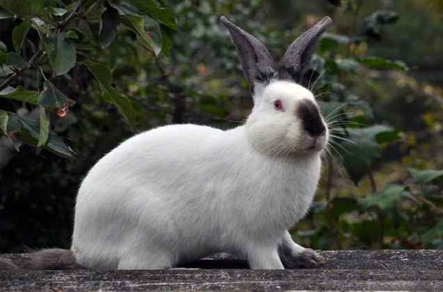 10 best rabbits for showing, Orest lyzhechka Shutterstock