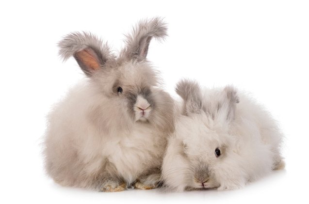 10 best rabbits for showing, cynoclub Shutterstock