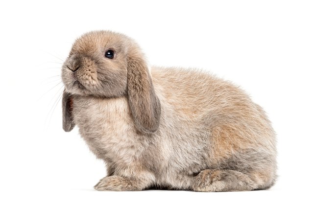 10 best rabbits for showing, Eric Isselee Shutterstock