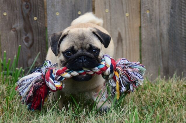 10 best teething toys for puppies, Bildagentur Zoonar GmbH Shutterstock