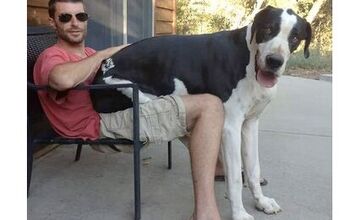 10 Big Pooches Who Think They’re Lap Dogs