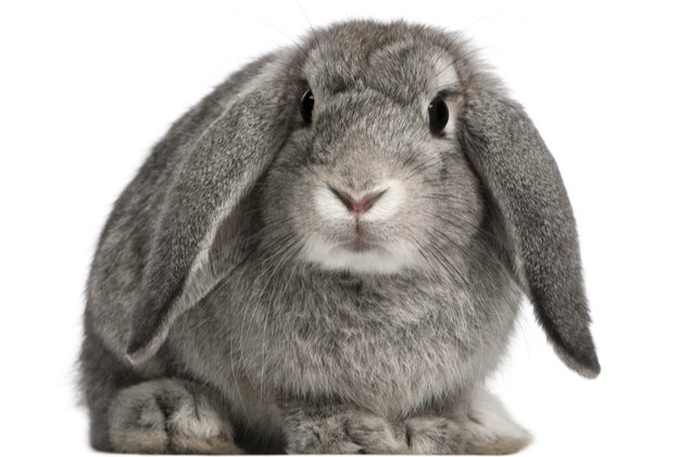 10 calmest rabbit breeds, Eric Isselee Shutterstock