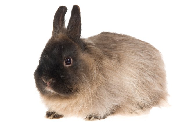 10 calmest rabbit breeds, Linn Currie Shutterstock