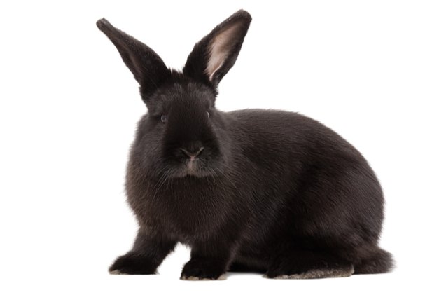 10 calmest rabbit breeds, Sonsedska Yuliia Shutterstock