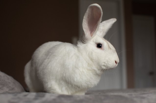 10 calmest rabbit breeds, Angela Holmyard Shutterstock