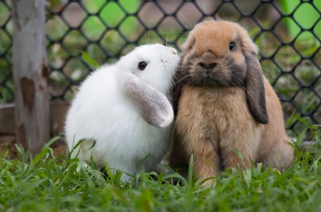 10 calmest rabbit breeds, A3pfamily Shutterstock