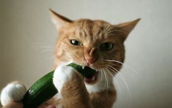 10 Cats Spooked by Scary Cucumbers