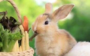 10 Foods You Didn’t Know Could Harm Your Bunny