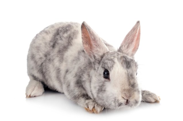 10 friendliest rabbit breeds, cynoclub Shutterstock