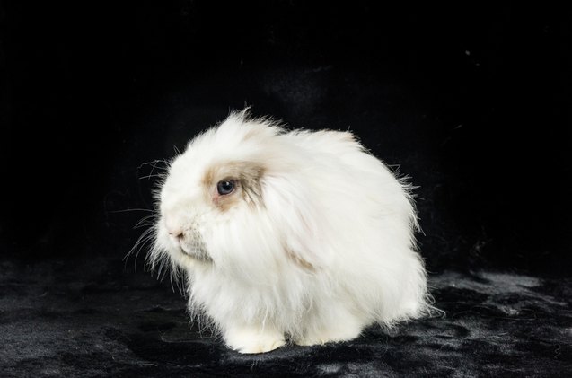 10 friendliest rabbit breeds, Monica Harms Shutterstock