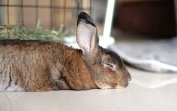 10 Laziest Rabbit Breeds