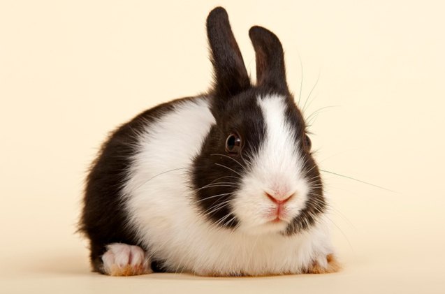 10 most affectionate rabbit breeds, imageBROKER com Shutterstock