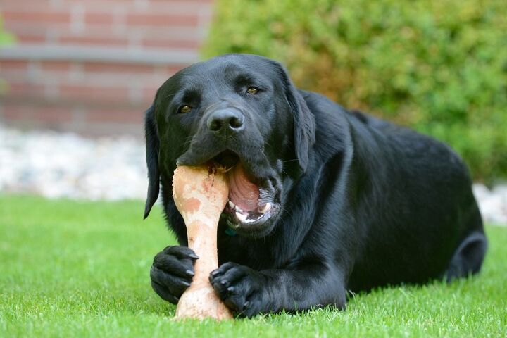 10 most common items dogs choke on