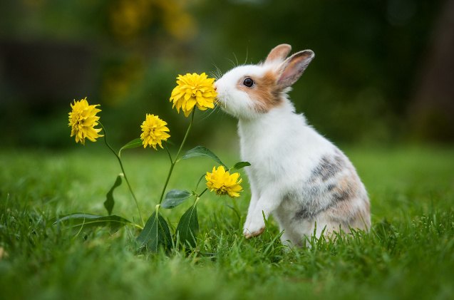 10 most common rabbit behaviors explained, Rita Kochmarjova Shutterstock