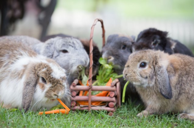 10 most popular rabbit breeds, Roselynne Shutterstock