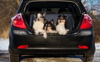 10 Squeaky Clean Car Tips for Pet Road Trips