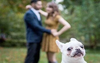 10 Unapologetic Photobombing Pets