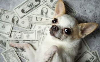 10 Unexpected Expenses for First Time Dog Owners to Plan For