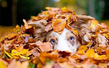 12 Dogs Who Absolutely Fall for Autumn Leaves