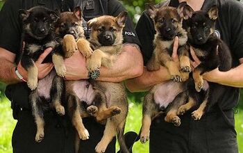 13 Puppies Who Can’t Wait To Start Their First Day of Work