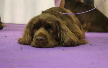 15 Favorite Photos From the 2017 Westminster Dog Show