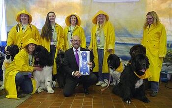 2017 Westminster Kennel Club Dog Show Goes To The Cats!