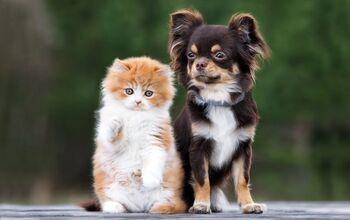 2017’s Top 10 Wacky Dog and Cat Names