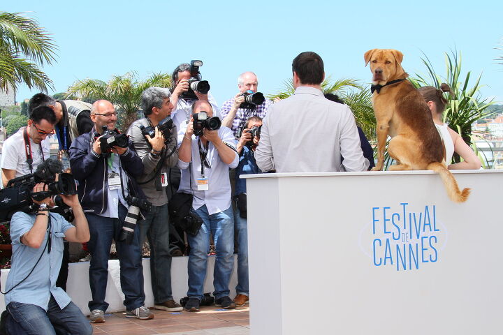 2024 cannes film festival celebrates all things dog, Photo Credit Denis Makarenko Shutterstock com