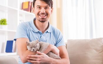 3 Awesome Reasons For Fostering Cats