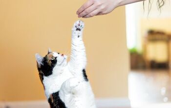 3 Common Cat Training Mistakes