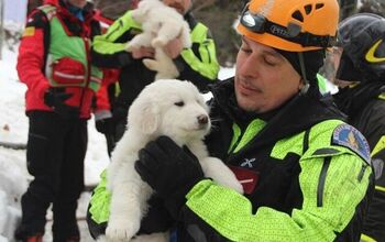 3 Puppies Rescued From Avalanche Bring Hope To Rescue Workers [Video]