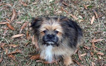 30 Pomeranian Mixes That Are Absolutely Precious