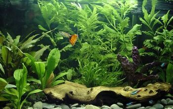 4 Best Types of Lighting Systems for Planted Aquariums