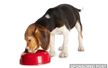 4 Crucial Considerations When Feeding Small Breed Dogs Vs. Large Breed