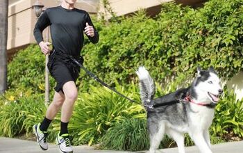 4 Top Tether Training Tips for Dogs